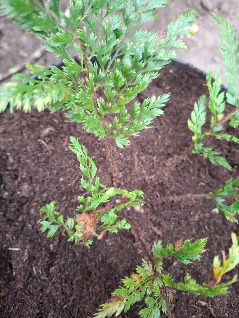 [431] Polystichum setiferum 'Bevis'