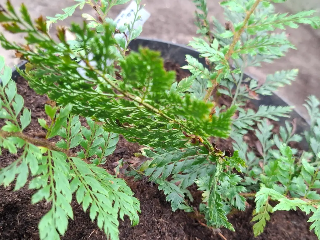 [432] Polystichum setiferum 'Druery'