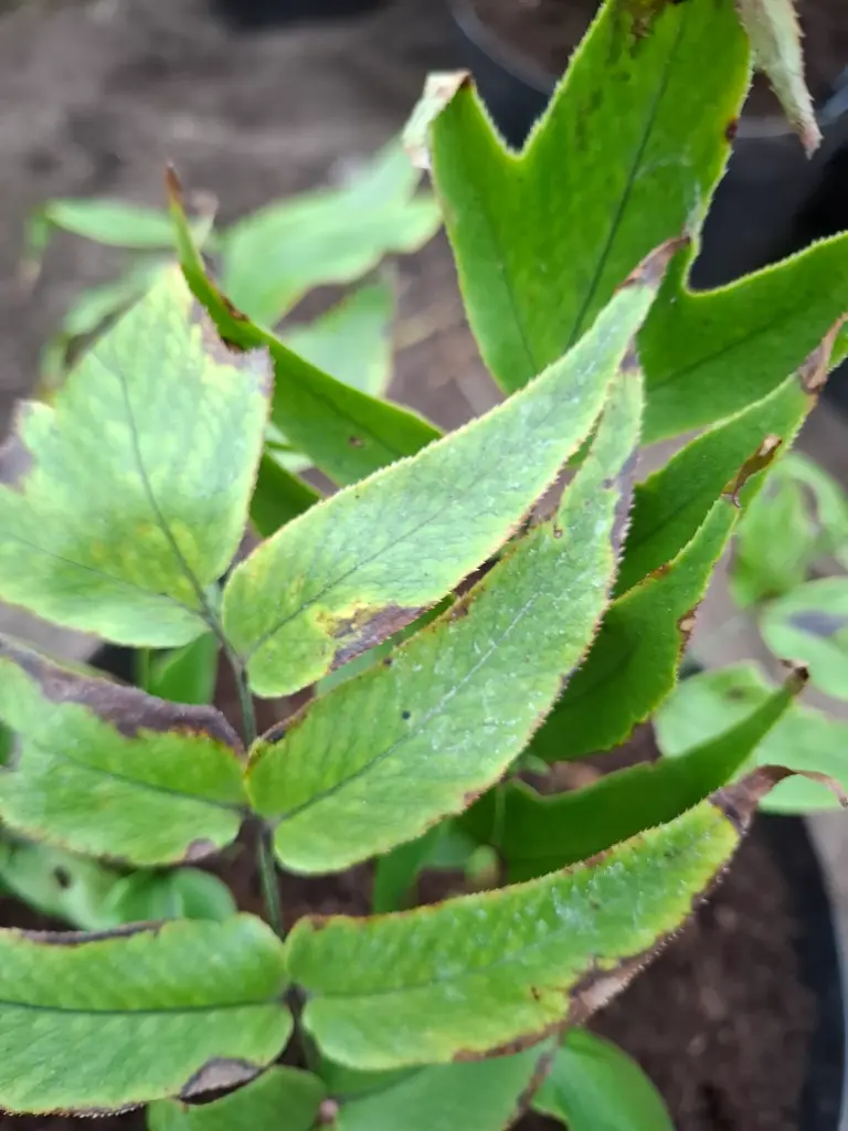 Cyrtomium 'anomophyllum' gen.