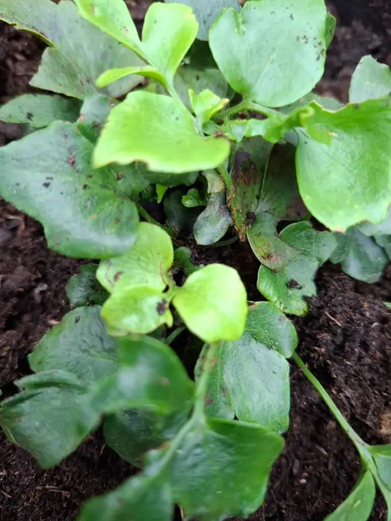 [414] Cyrtomium falcatum 'Eco Korean Jade' gen.