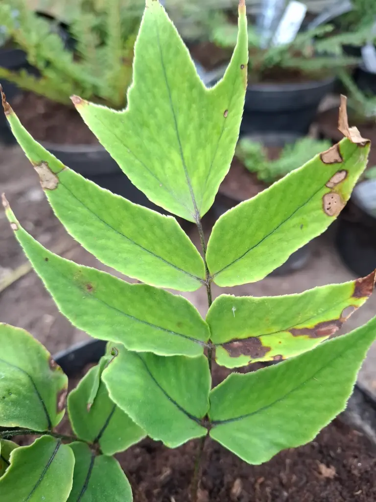 Cyrtomium tukusicola (syn. marcrophyllum)