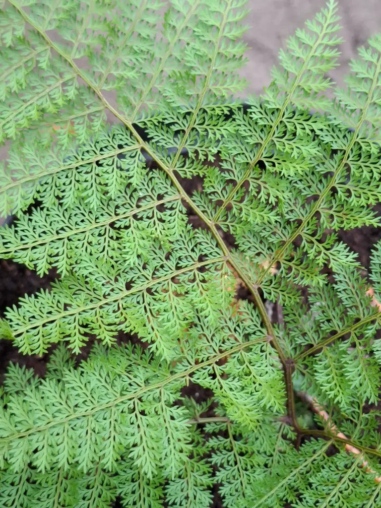 Araiostegia perdurans