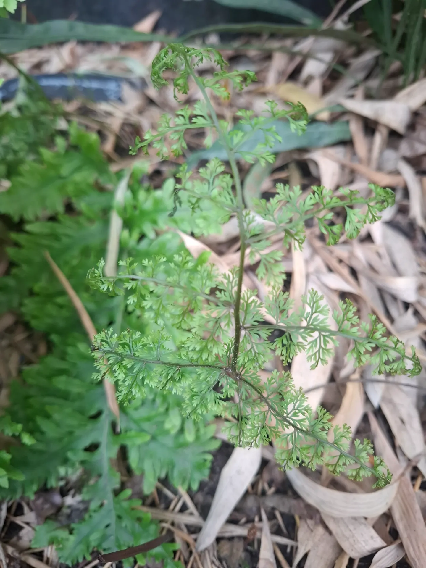 Davallia perdurans (syn. Araiostegia perdurans)
