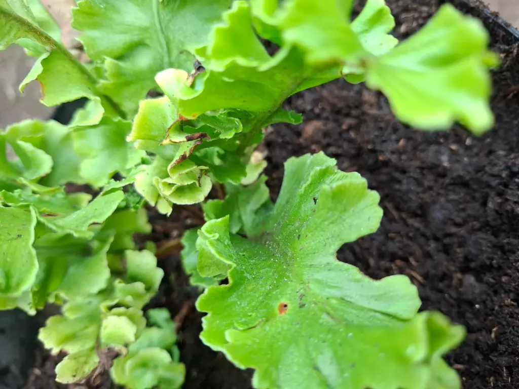 Asplenium scolopendrium 'Crispum Gruppe'