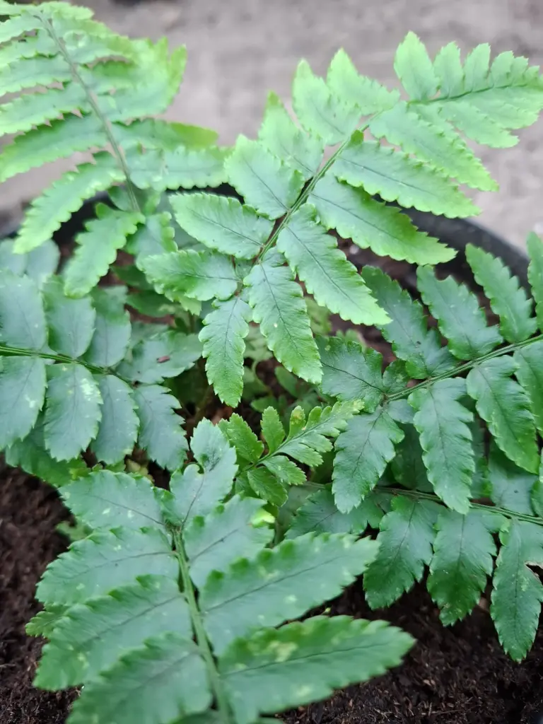 [411] Christella dentata