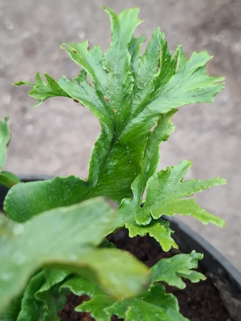 [410] Asplenium scolopendrium 'Waldkönig'