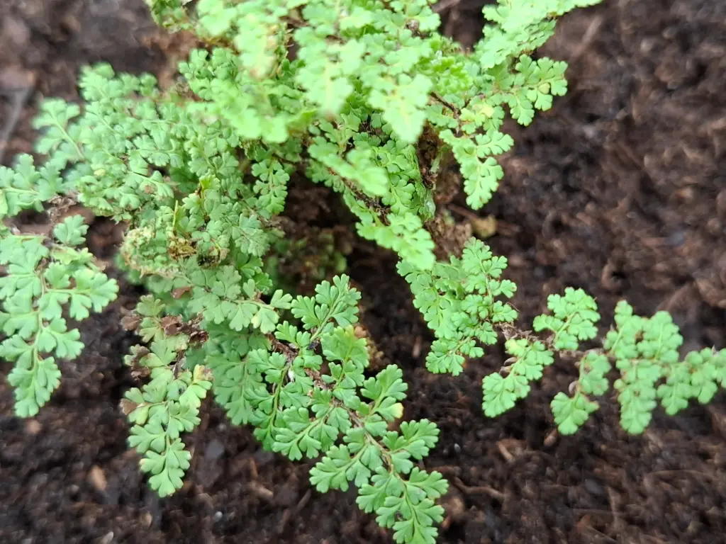 [416] Hemionitis fendleri (Hook) syn. Cheilanthes fendleri Hook.