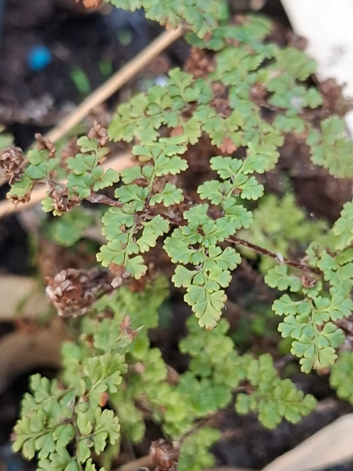 [416] Hemionitis fendleri (Hook) syn. Cheilanthes fendleri Hook.