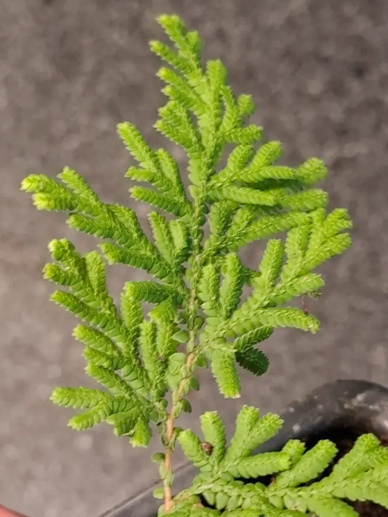 [429] Selaginella prostrata