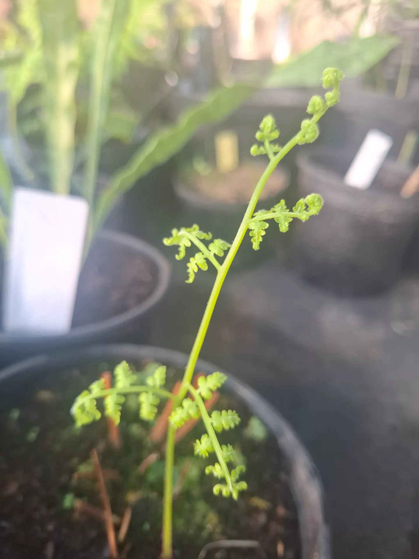 Thelypteris viridifrons ( syn. Macrothelypteris)