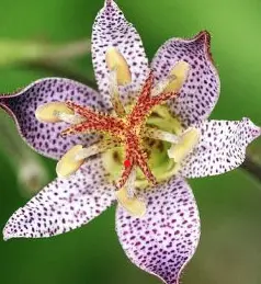 [447] Tricyrtis setouchiensis BSWJ4701