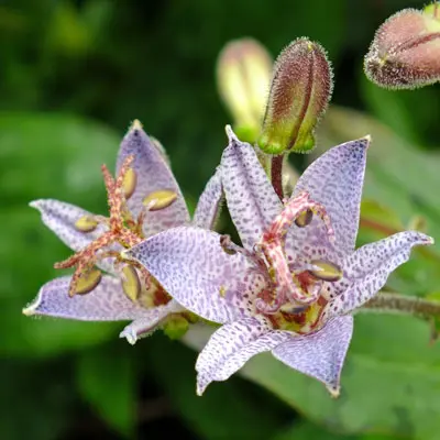 [449] Tricyrtis formosana 'Spotted Toad' BSWJ1769