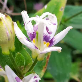 [450] Tricyrtis hirta 'Purple Eye'