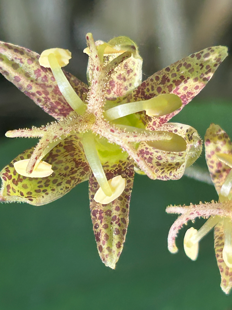 [451] Tricyrtis latifolia BSWJ10996