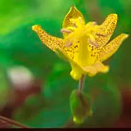 [451] Tricyrtis latifolia BSWJ10996