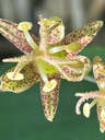 Tricyrtis latifolia BSWJ10996