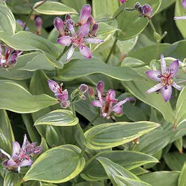 [452] Tricyrtis formosana 'Gilt Edge'