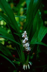 [445] Reineckea carnea 'Baoxing Booty' BWJ8152" 