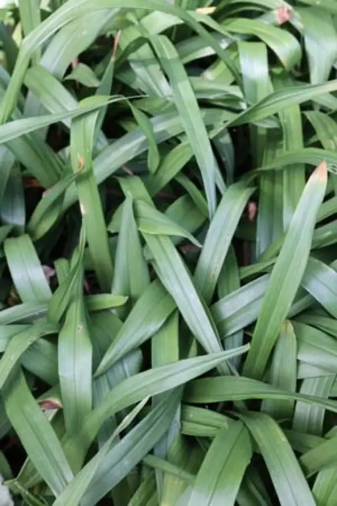 [446] Reineckea incurva SDR 3605