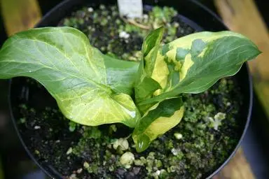[443] Arum maculatum 'Painted Lady' 