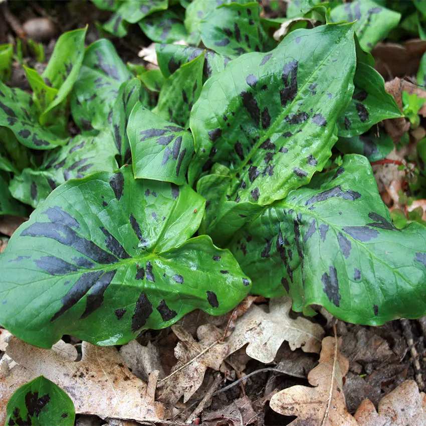 Arum maculatum 'Althaldenslebener Park'