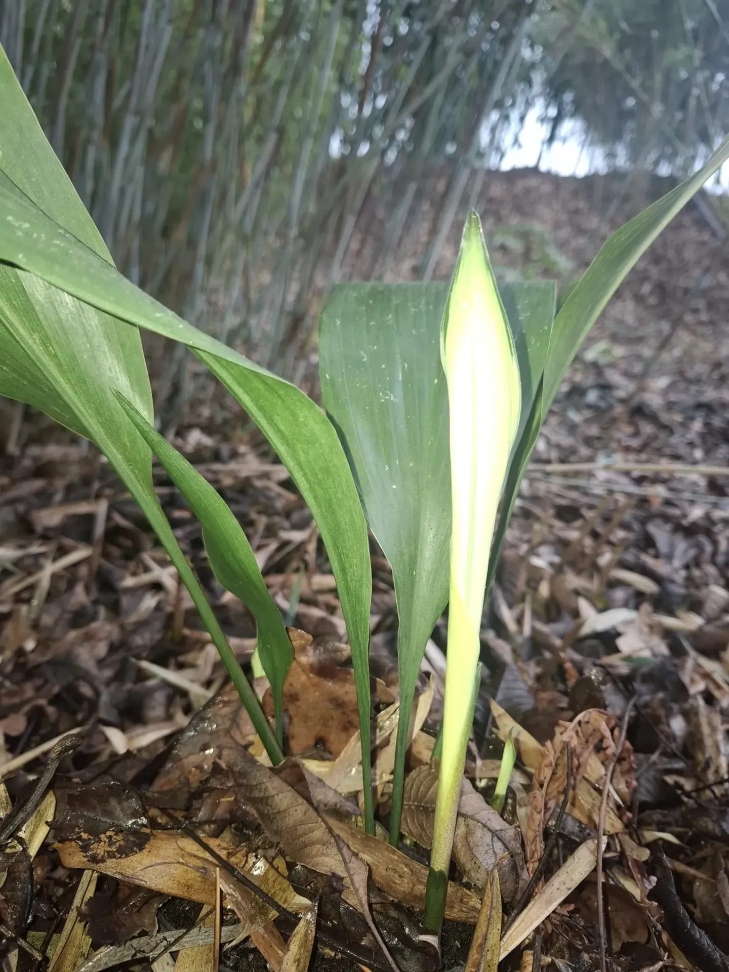 [453] Aspidistra elatior 'Snow Cap'