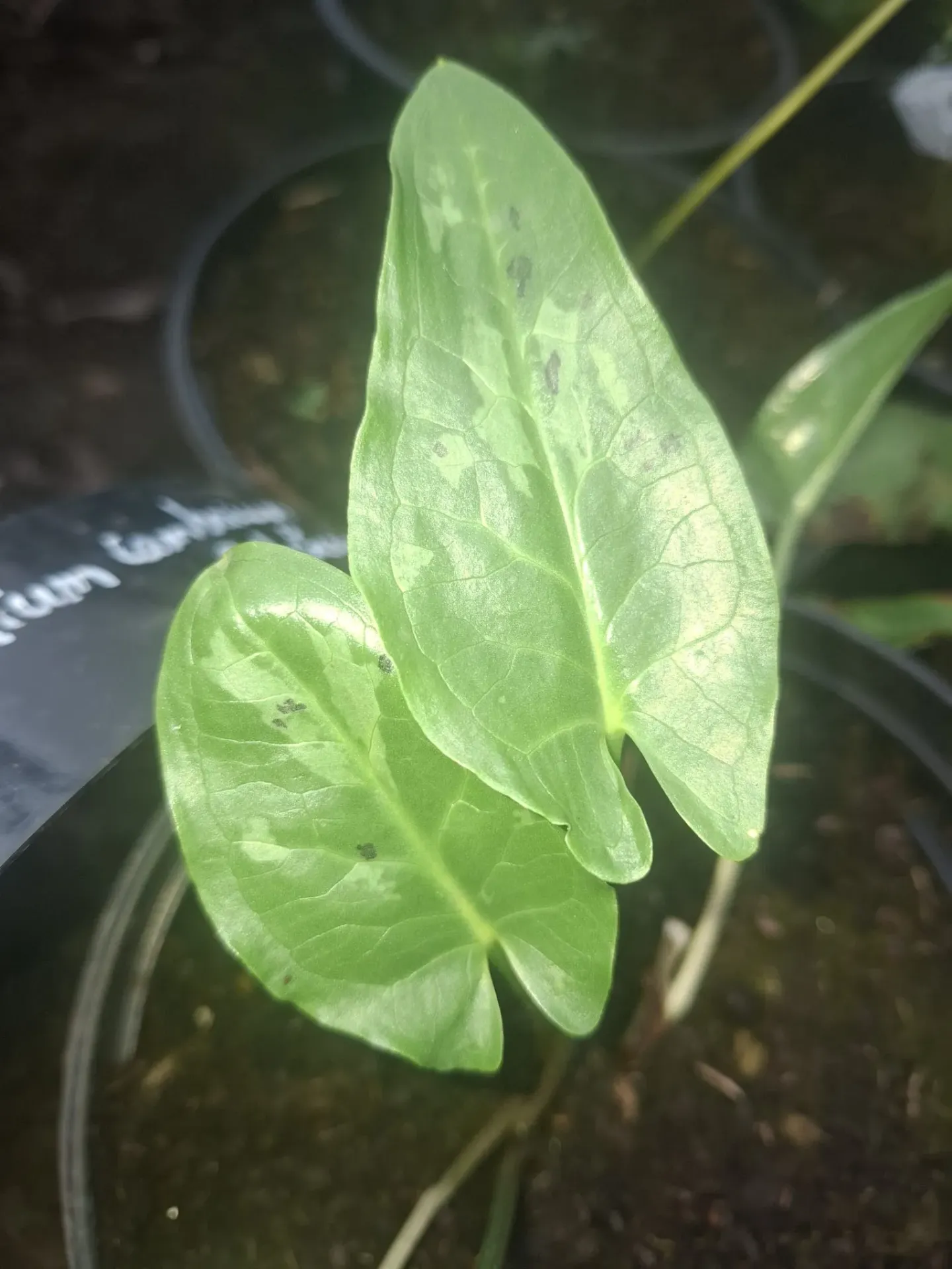 [454] Arum italicum 'Streaked Spectre' (vermoedelijk)