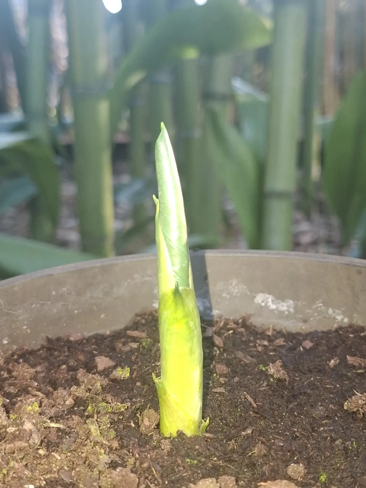 [216] Arum rupicola