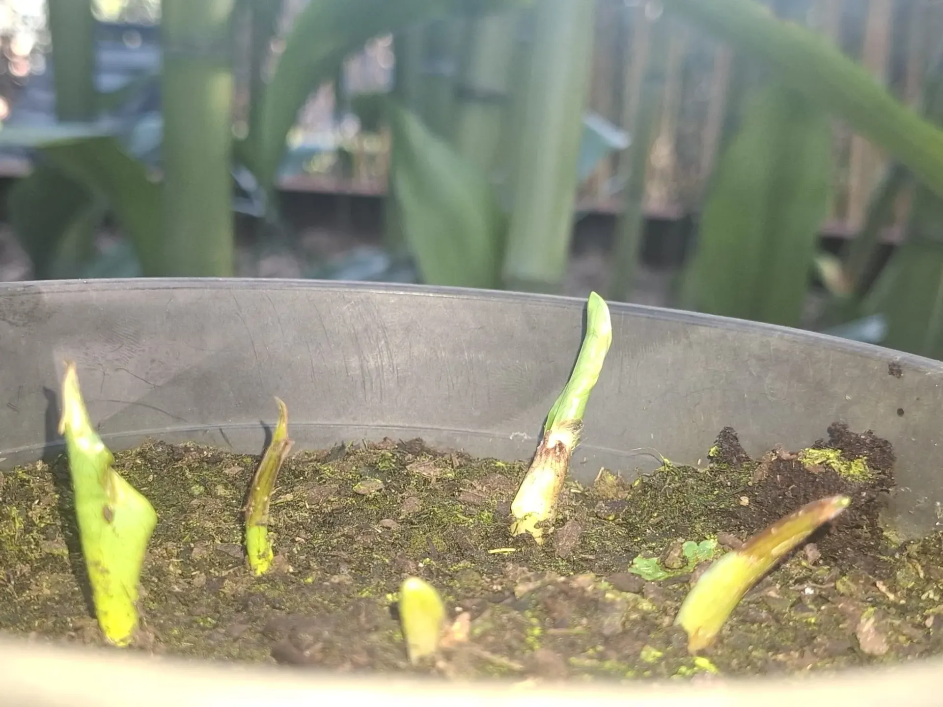 [223] Arum orientale elongatum