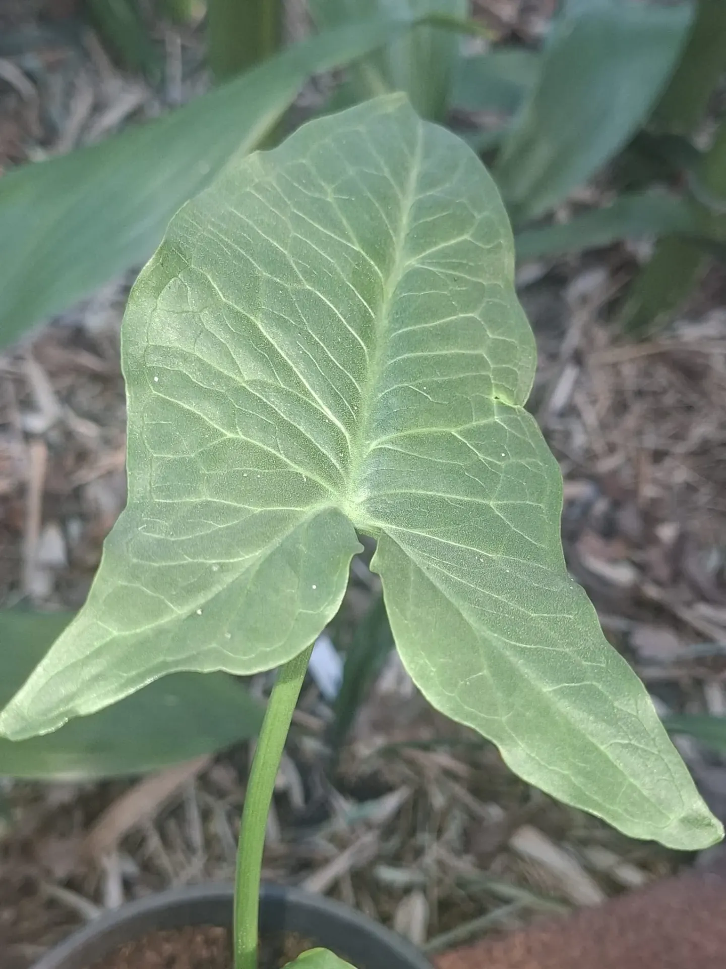 [455] Arum dioscoridis