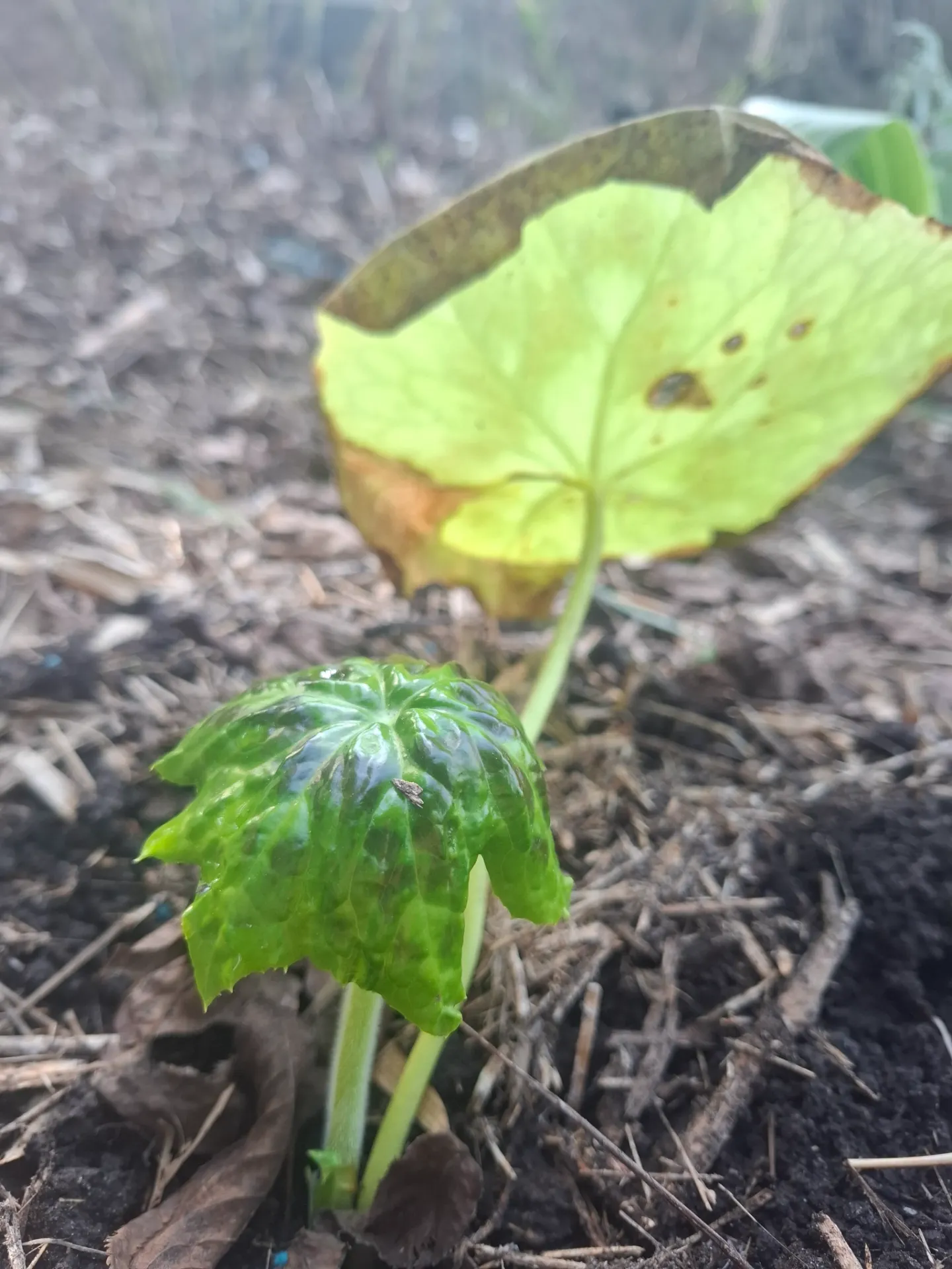 [442] Podophyllum sp. guangxiense