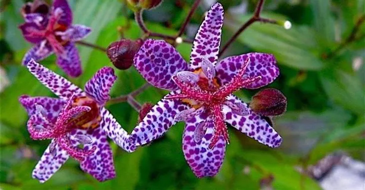 Tricyrtis lasioscarpa Dark Form