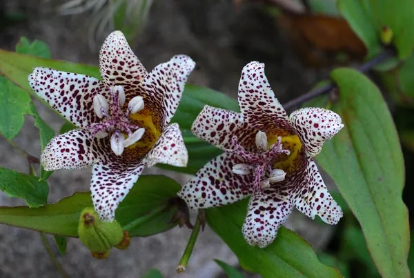 [461] Tricyrtis 'Kohaku Jyourou'