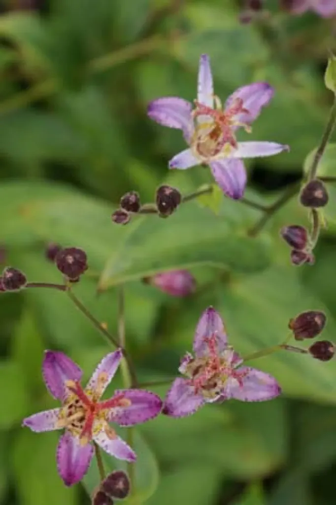 [462] Tricyrtis 'Hobane'