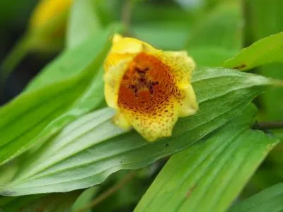 [463] Tricyrtis ishiiana var. Surugensis
