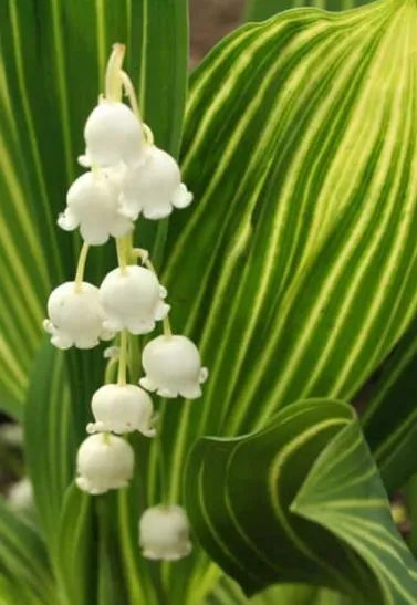 Convallaria majalis 'Albostriata'