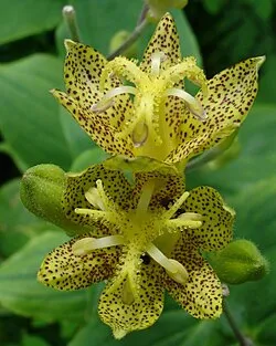 [464] Tricyrtis latifolia