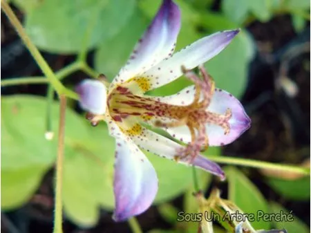 [465] Tricyrtis Aoi
