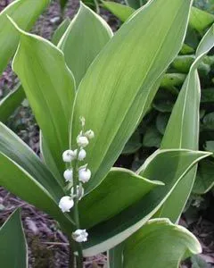 [469] Convallaria majalis 'Silberconfolis'