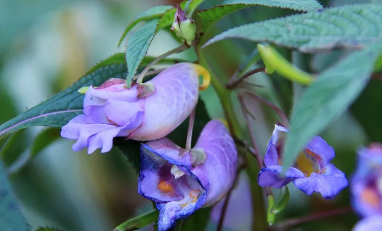 [456] Impatiens arguta 'Dark Blue' (syn. 'Dark Form'/'Blue Dream')