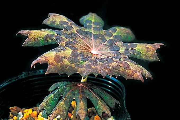 [468] Podophyllum 'Karasuba'