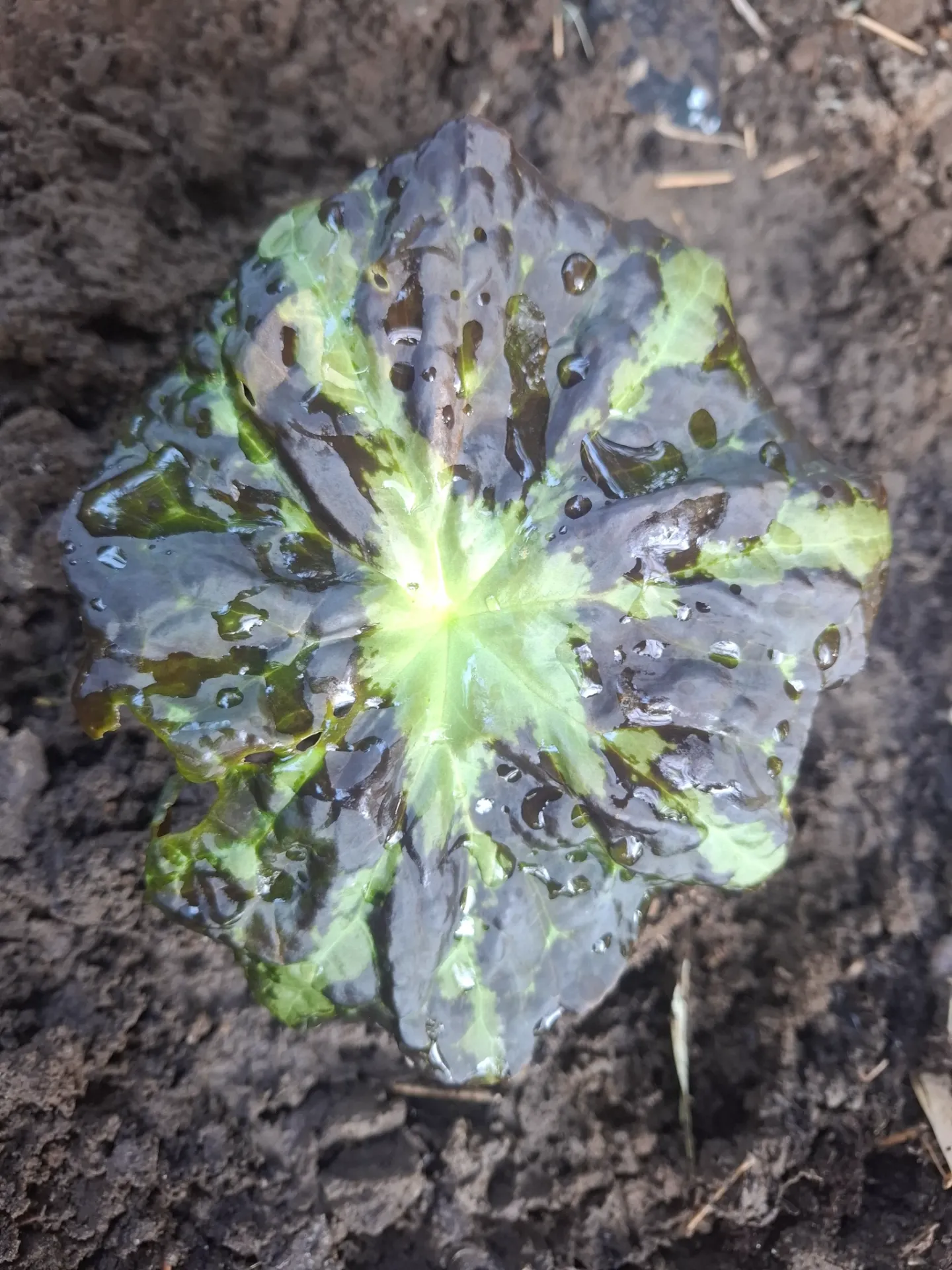 [481] Podophyllum chengii 'Hunan' (var.China)