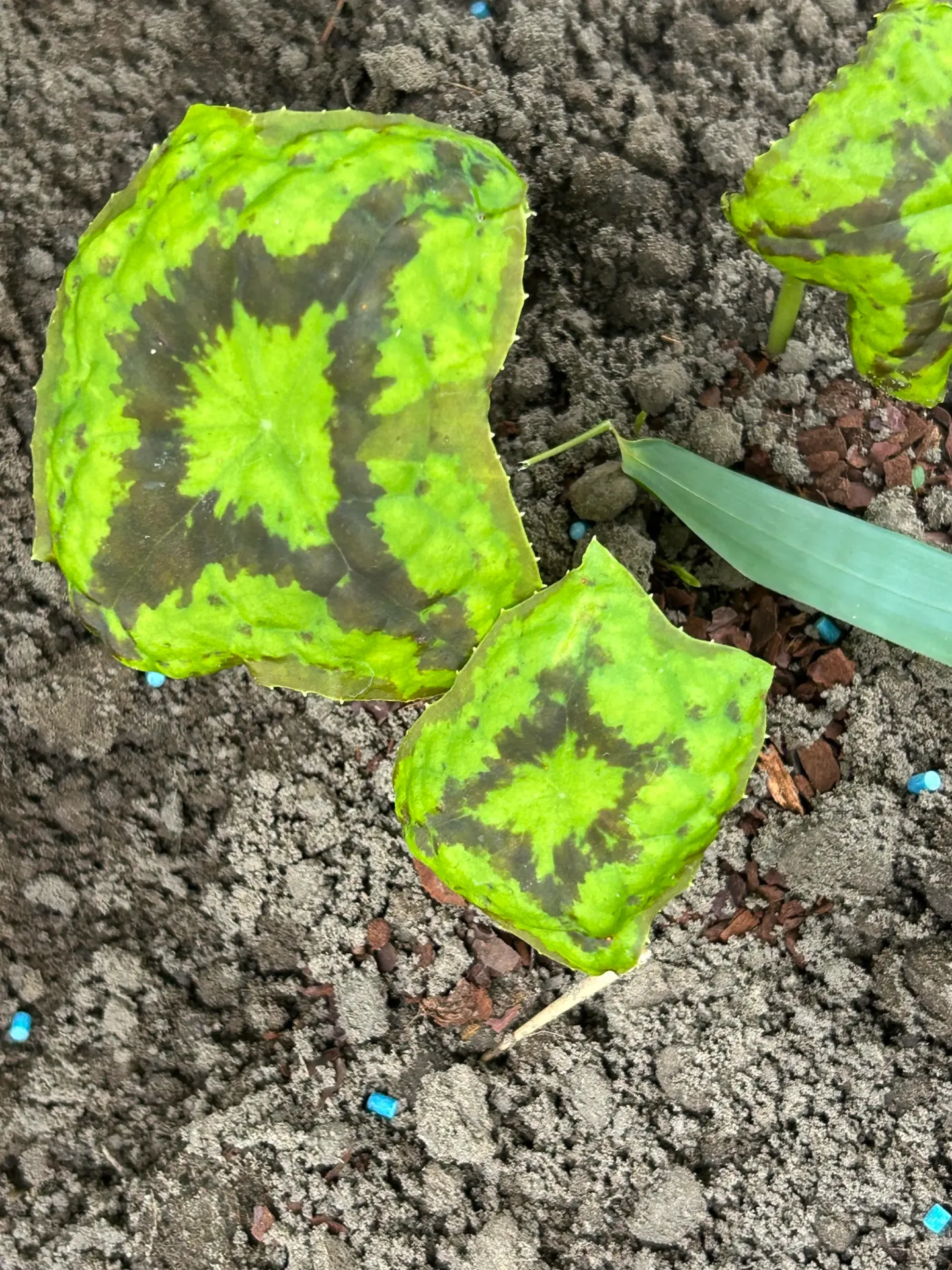 [466] Podophyllum subsp. Delavayi