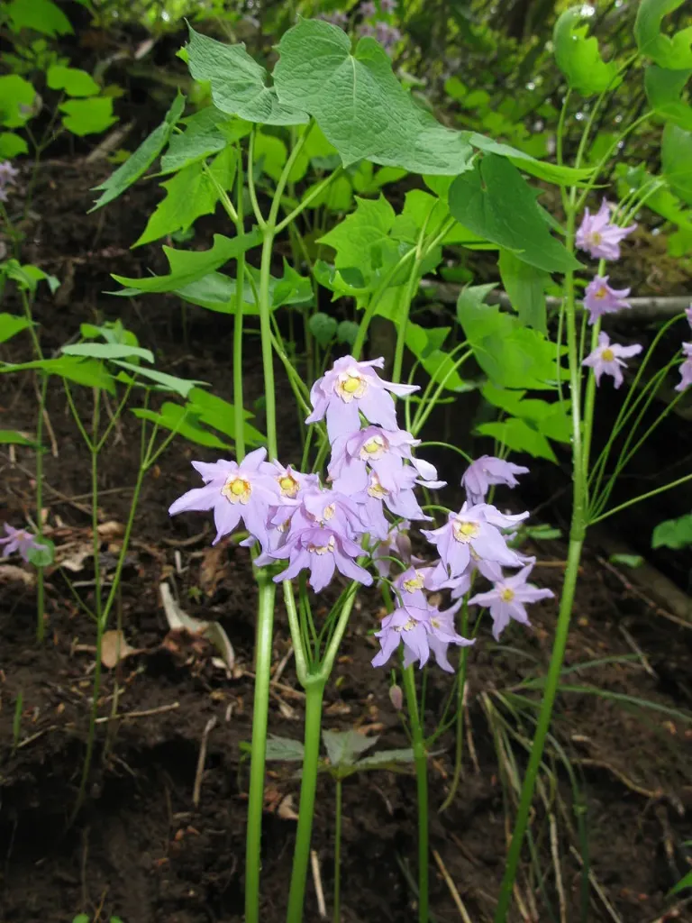 [458] Ranzania japonica (syn. Podophyllum japonicum)