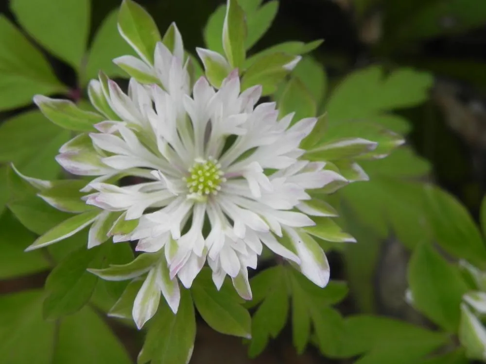 [471] Anemone nemorosa'Bracteata Pleniflora'