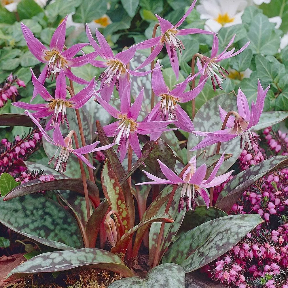 [473] Erythronium dens-canis 'Frans Hals'