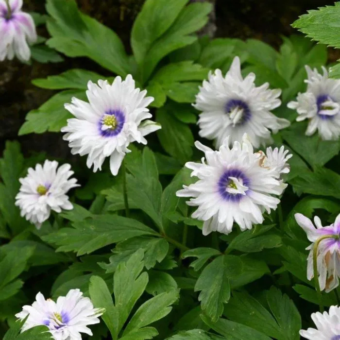 Anemone nemorosa 'Blue Eyes'