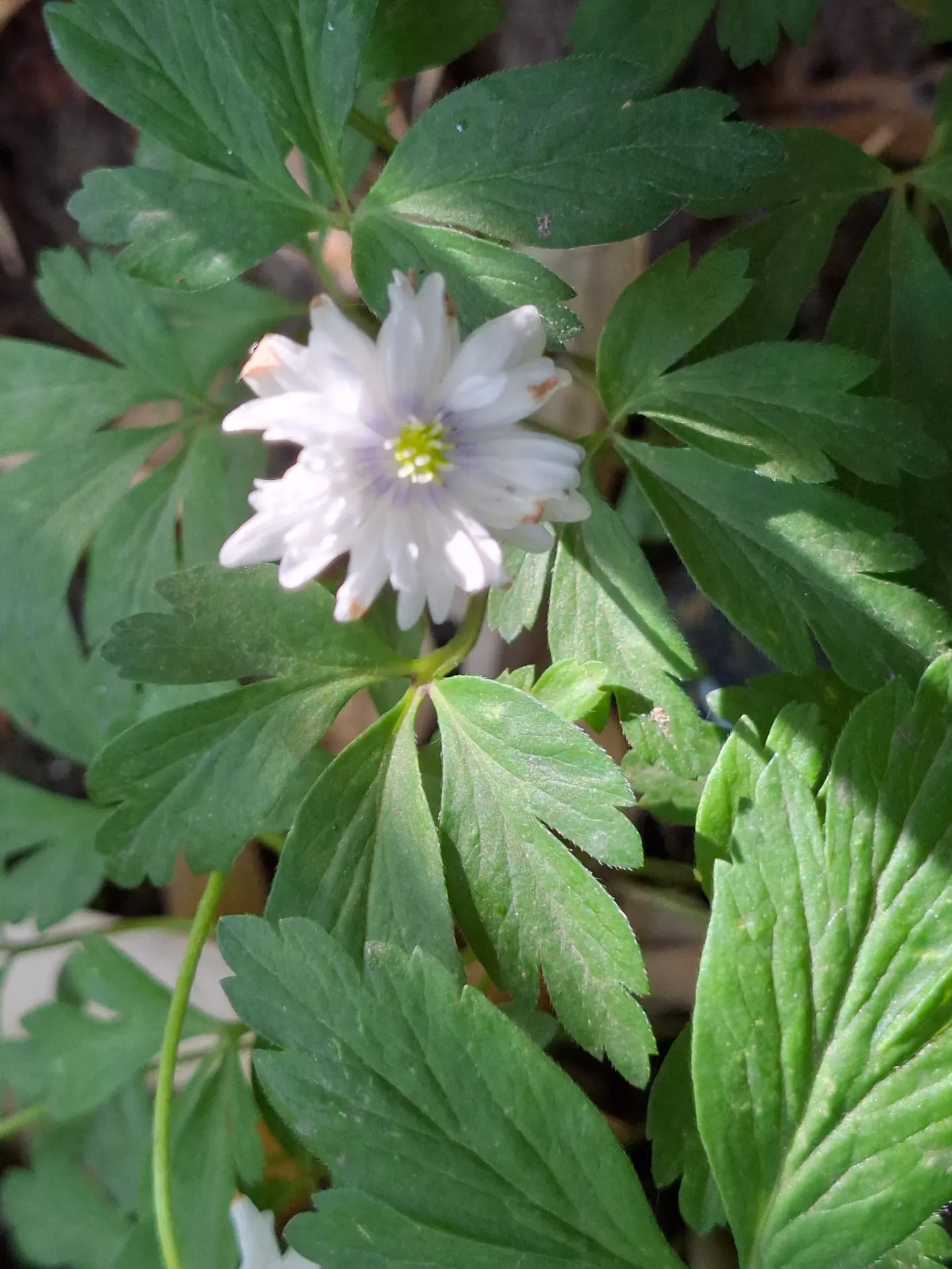 Anemone nemorosa 'Blue Eyes'