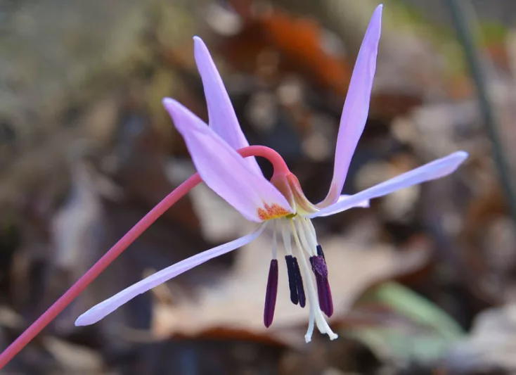 Erythronium dens-canis 'Purple King'