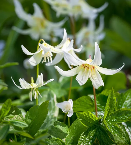 [475] Erythronium californicum